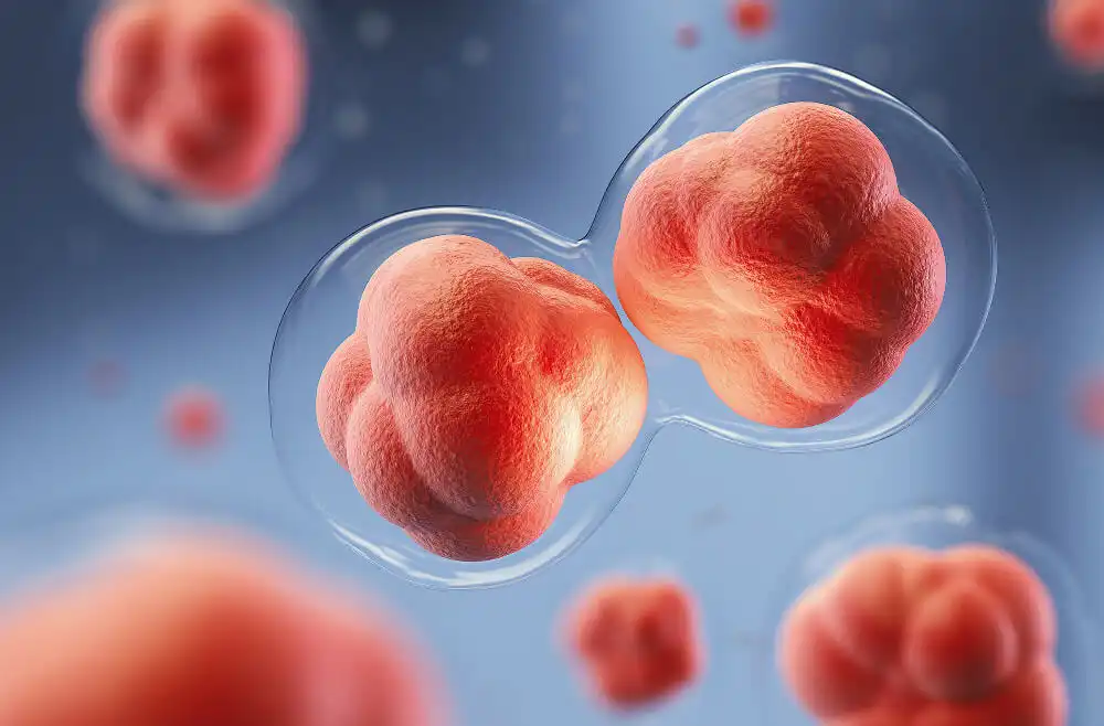 What are the Different Types of Stem Cells?